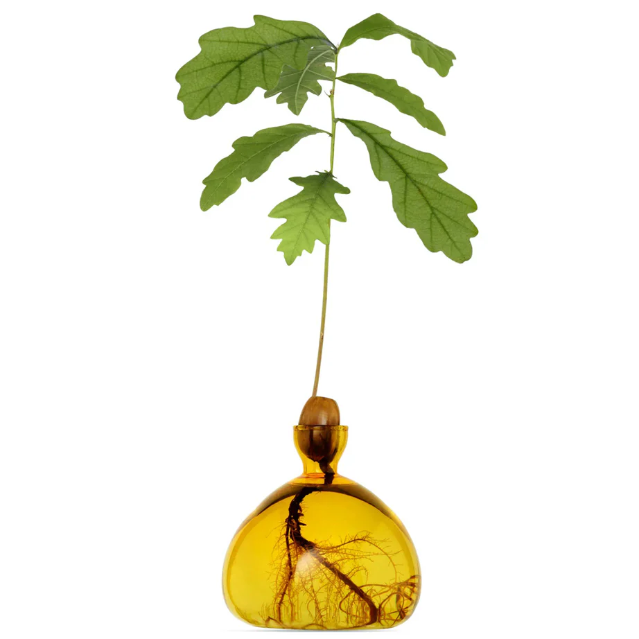 Acorn Vase - Image 6