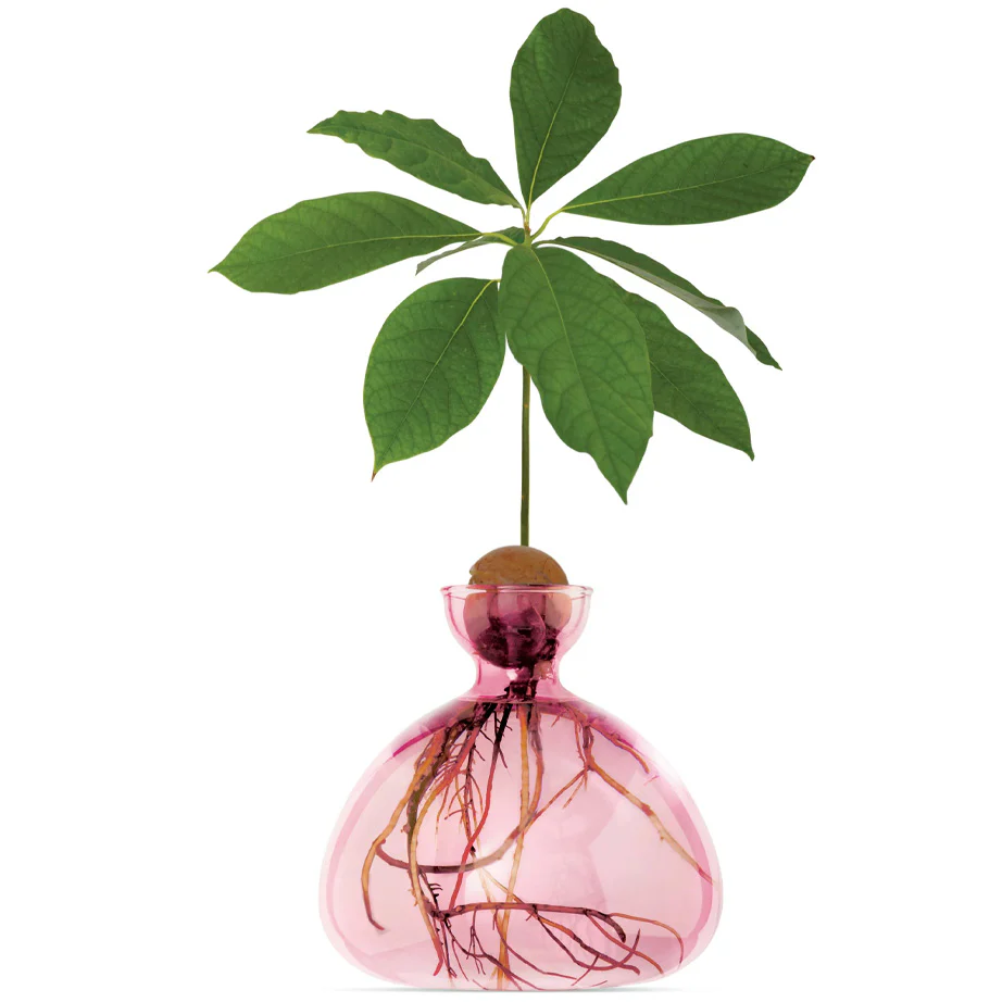 Avocado Vase - Image 3