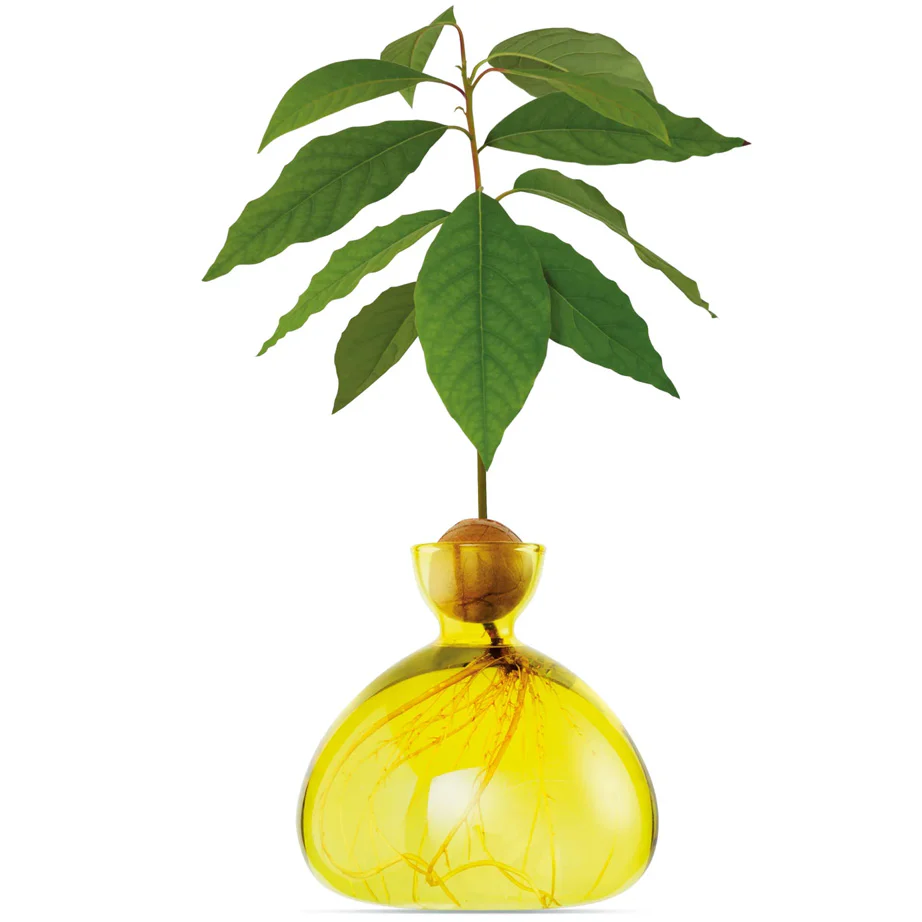 Avocado Vase - Image 5
