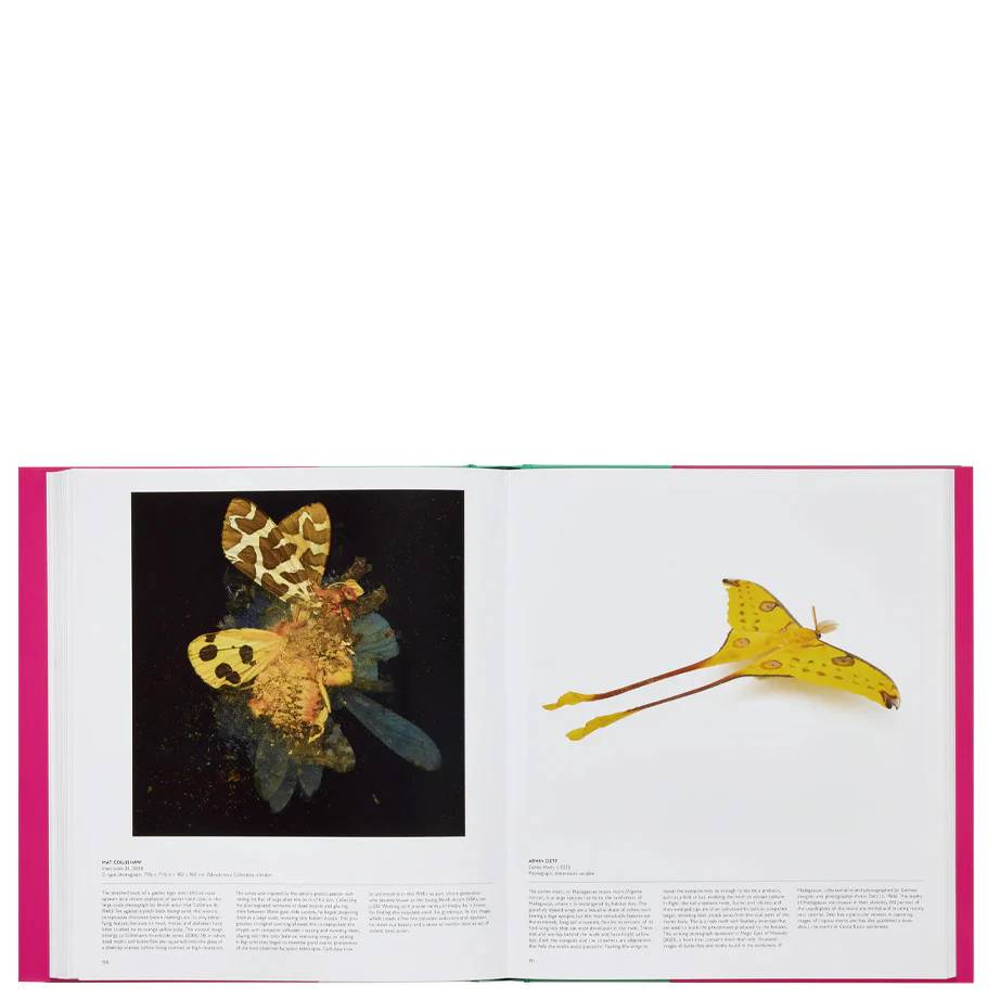 Butterfly: Exploring the World of Lepidoptera - Image 2